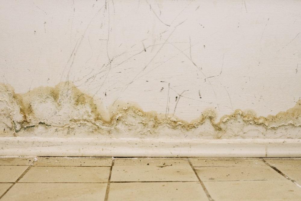 Mold After a Flood